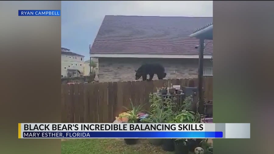 Bear balances on home fence in Mary Esther, Florida