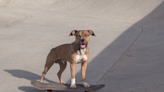 Dog’s Mad Skills Riding a One-Wheel Skateboard Make Him a True Pro