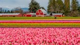 An Insider’s Guide To Dining In The Pacific Northwest’s Tulip Country