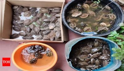 DRI rescues 396 turtles and arrested two persons