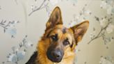 Senior dog doing regular rounds at home checking on owner melts hearts