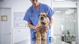 A potentially fatal illness is rising among dogs - here’s the symptoms to watch for and when to call the vet