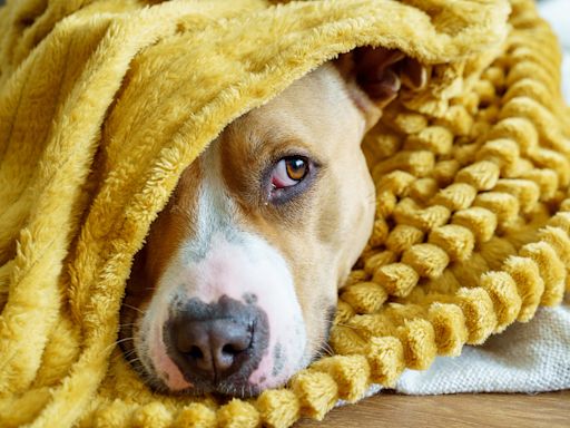 The 5 Biggest Early Warning Signs Of Cancer In Dogs