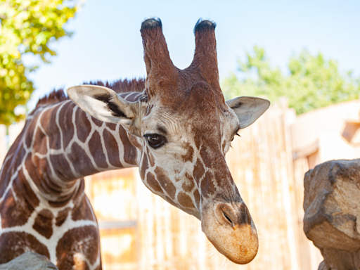 Kansas City Zoo Welcomes Precious New Baby Giraffe to the Herd