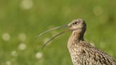 The call of the curlew returns to Fermanagh island