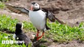 Hopes Farne Islands are clear of bird flu as puffin count starts