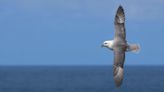 Plastic debris in the Mediterranean ‘most dangerous for threatened seabirds’