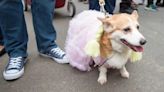 Dogs Don Costumes for Rio de Janeiro Carnival