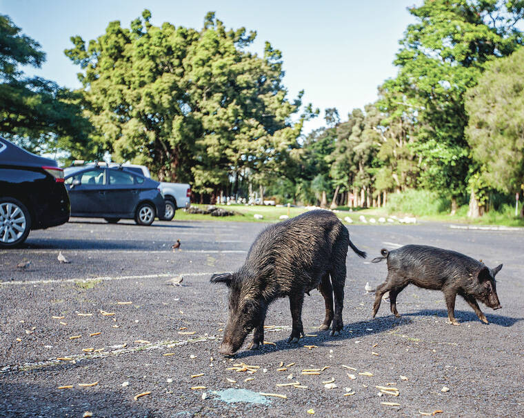 Hawaii island considers new ways to control feral pig population | Honolulu Star-Advertiser