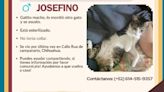 Buscan a Josefino, gato lo mordió y huyó; ofrecen recompensa