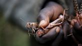 Erratic weather fueled by climate change will worsen locust outbreaks, study finds