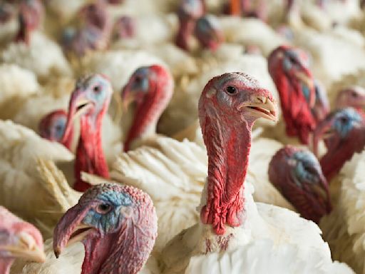 Bird flu found in Sac County turkey flock