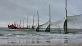 Long-term research shows herring arrive earlier in the Wadden Sea due to climate change