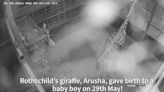 Watch baby giraffe slowly gets to his feet after being born