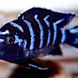 Blue Zebra Cichlid