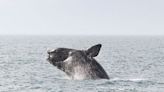 Lobster fishers sue to block closure meant to aid whales