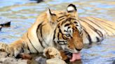 International Tiger Day: 6 Iconic Tigers Of Indian National Parks And Their Legacy