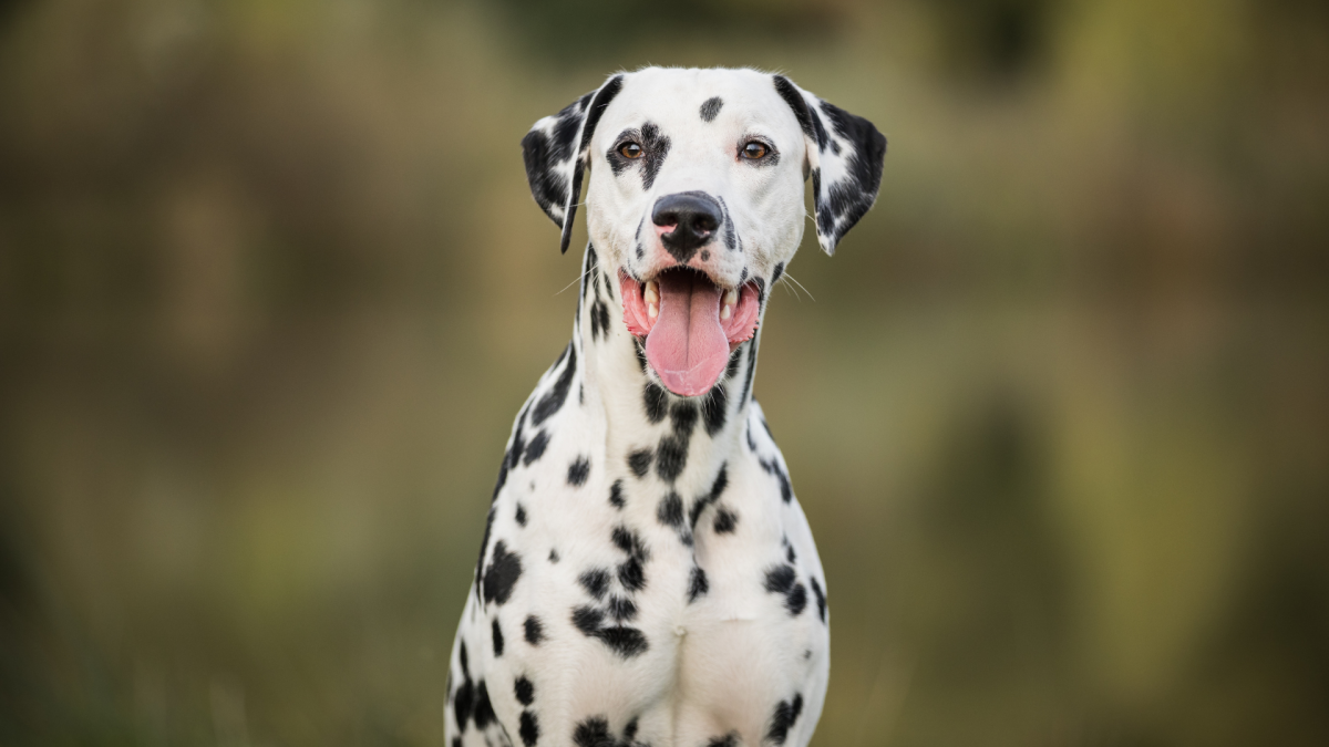 Man's Real-Life ‘101 Dalmatian’ Situation Is Straight Out of a Movie