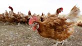 USDA mulling changes intended to reduce salmonella infections from chicken