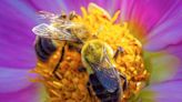 Celebrate World Bee Day on Monday, May 20, 2024