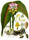 Curcuma