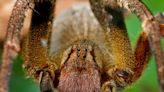 Lookout Viagra, there's a new ED treatment in town and it comes from banana spider venom