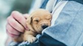 A Financial Guide for New Pet Owners