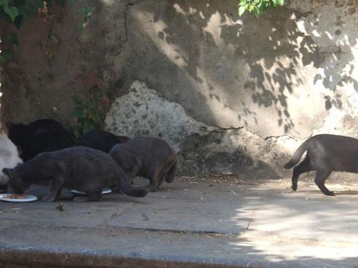 Gatos de la Noria de la Abolafia; los guardianes del Patrimonio y embajadores de la ciudad