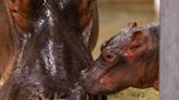 Dallas Zoo Welcomes 'Much-Anticipated' Baby Hippo: 'We Are Thrilled'