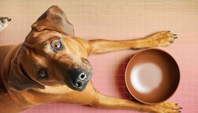 The 10 Best and Worst Foods for Dogs, According to a Vet