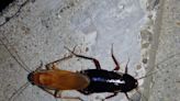 Bugged: Outdoor cockroach infestations grow in Shasta County, Northern California