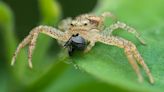 Bugs over bears: Alta. photographer zooms in on tiniest creatures