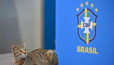 ¿La maldición del gato? En Argentina recuerdan una polémica acción de Brasil en Qatar 2022 - La Tercera