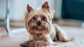 New York Animal Control Officer Arrested, Charged for Selling Family’s Yorkshire Terrier