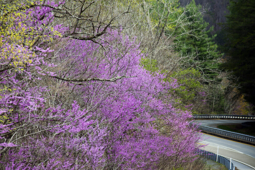 Gov. Cooper vetoes transportation bill that would have led to a loss of more trees, native plants