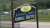 Local animal shelter hit max capacity, currently caring for 30+ dogs