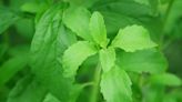 Stevia: ¿es efectivamente el endulzante ideal para sustituir el azúcar?