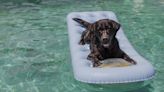 Dog "living best life" in pool while owner cleans has internet in stitches