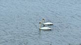 Officials investigating after 2 swans killed with projectile in Westford