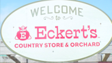 Pick your own strawberries at Eckert's Orchard - ABC 36 News