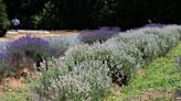 Lavender Oaks Farm in Chapel Hill starts their new season