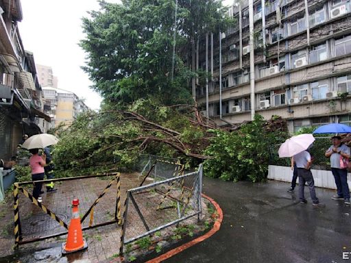 快訊／北科大路樹突倒塌！ 一學生路過遭壓傷、車慘被壓毀