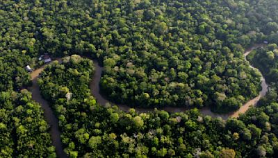 Brazil to allow miles of selective logging in effort to preserve the Amazon