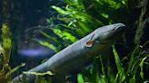 Electric eel zaps do more than just stun — they can alter the DNA of their victims, study suggests