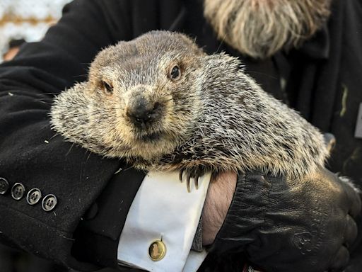 Babies of Punxsutawney Phil and groundhog wife Phyllis have been named