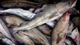 Fish biomass loss possible in Atlantic Canada amid rising emissions, researcher says