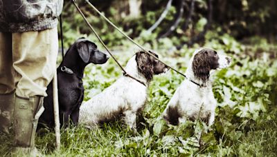 32 reasons gundogs are so popular