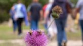 BUZZWORTHY ADDITION: Canyon Lake's Tye Preston Memorial Library showcases new apiary