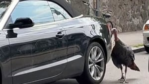 ‘My jaw was on the floor’: Video shows angry turkey attacking Boston woman’s car