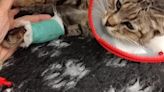 Denuncian ante la Guardia Civil de sa Pobla que un gato quedó paralítico de un disparo
